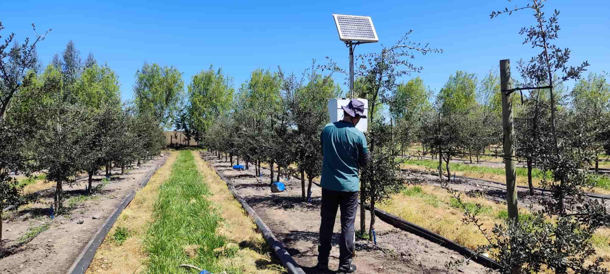 Servicio de Monitoreo Agrícola